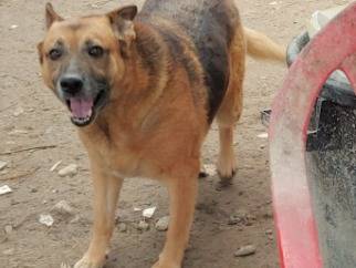 Adotta un cane, femmina, 11 anni  e 5 mesi , Messina