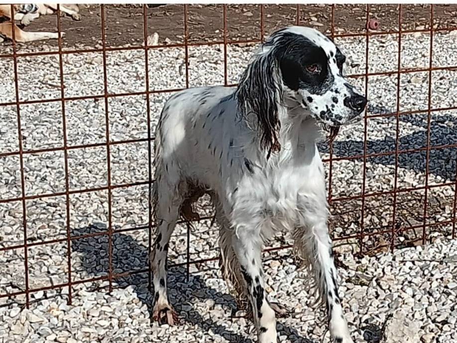 Adotta un cane, femmina, 3 anni  e 7 mesi , Salerno