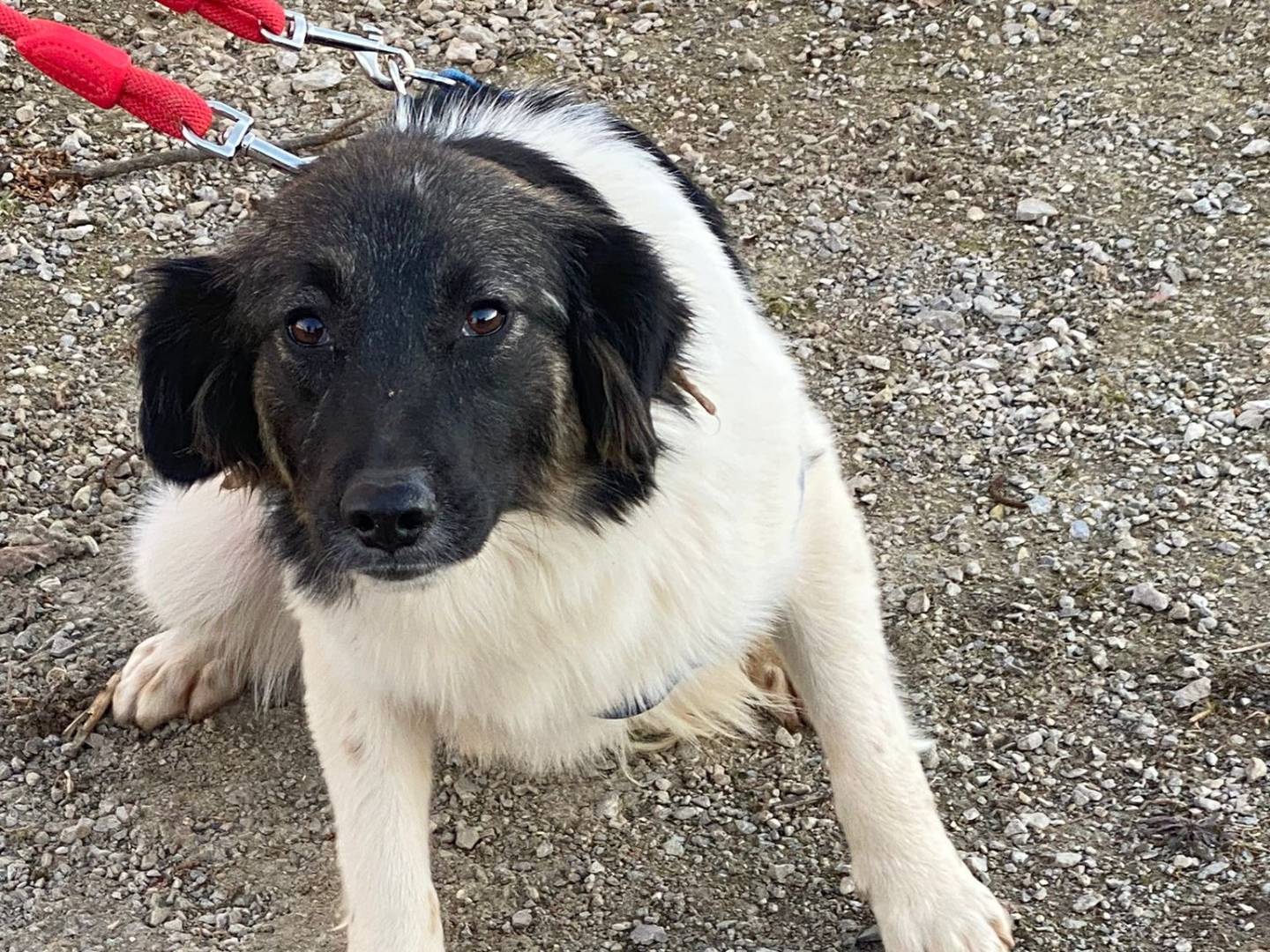 Adozione cane, femmina, meticcio, 3 anni e 6 mesi, taglia media contenuta, Milano