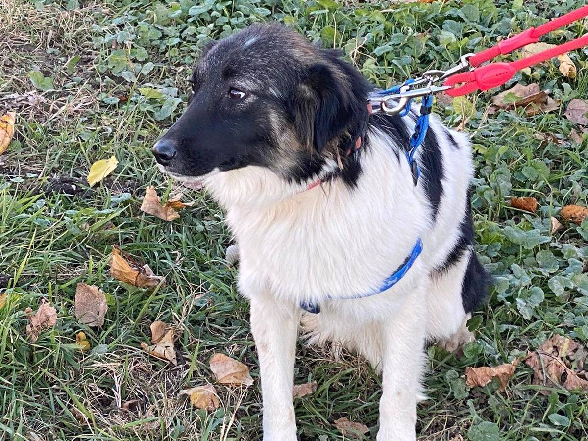 Adotta un cane, femmina, 3 anni e 6 mesi, Milano