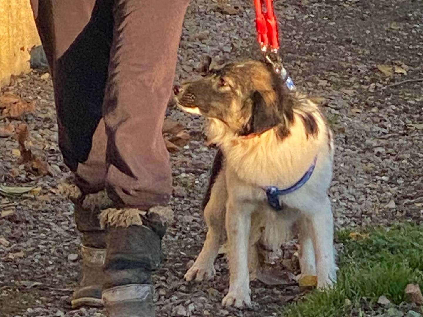 Adotta un cane, taglia media contenuta, femmina, Milano