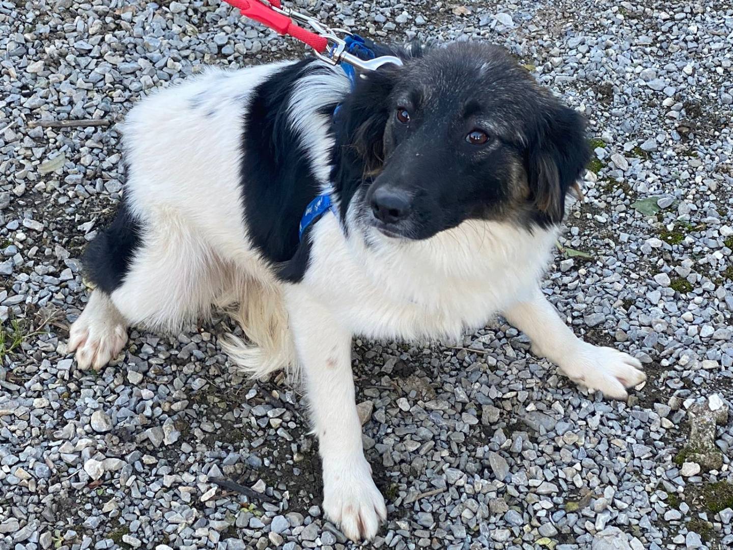 Vuoi adottare un cane a Milano?