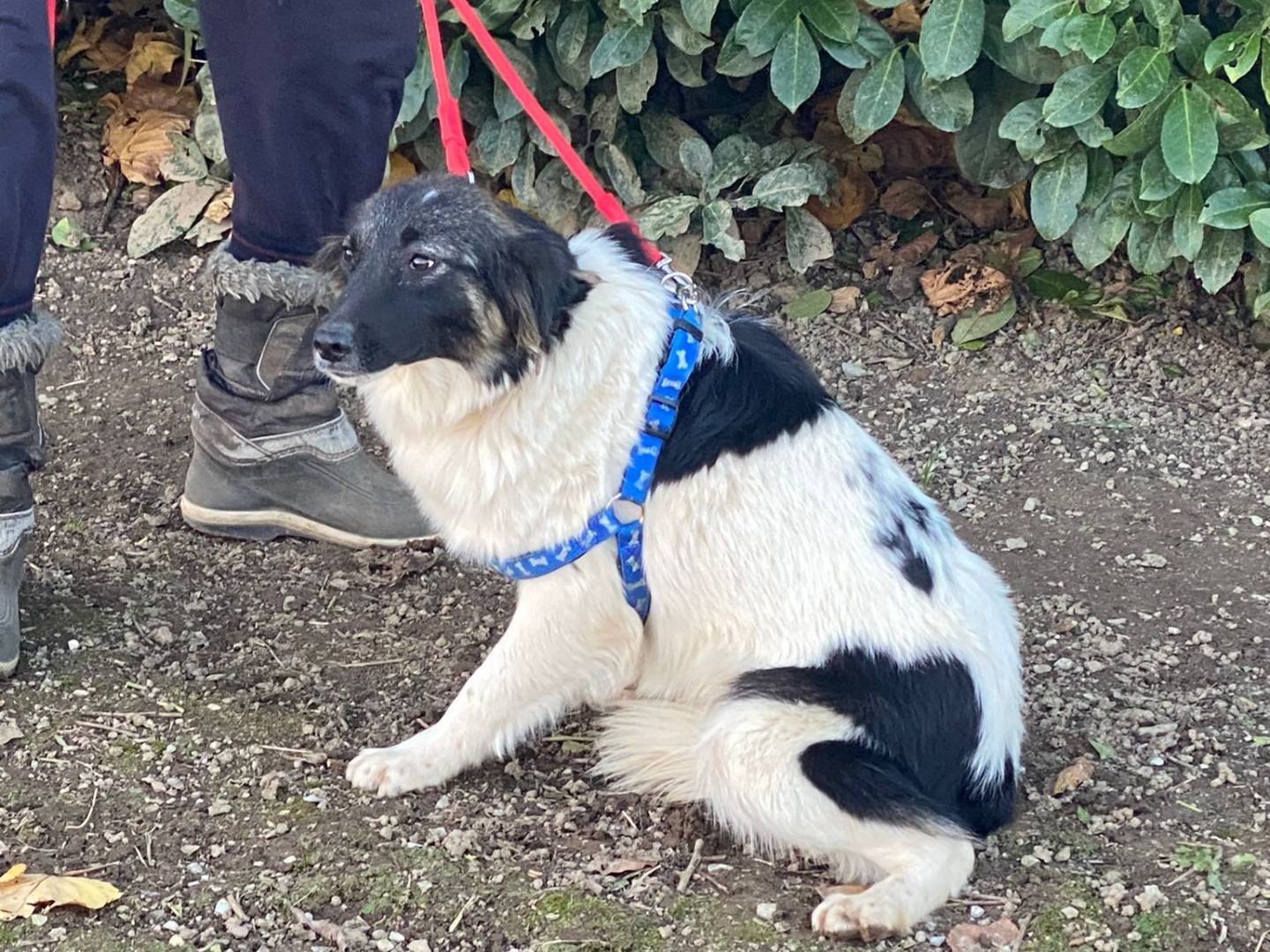 Adotta il cane TRILLY a Milano