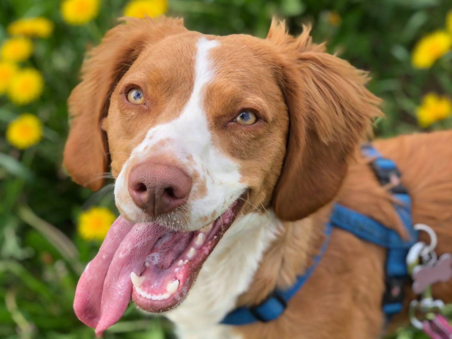 Adozione cane, maschio, meticcio, 3 anni e 4 mesi, taglia media contenuta, Milano