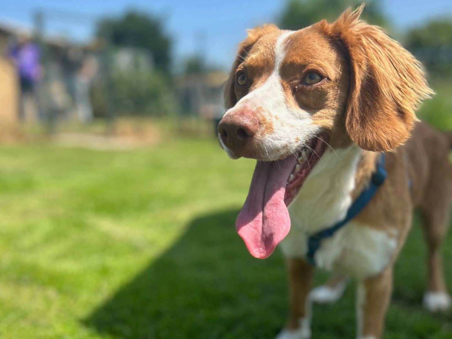 Adotta un cane, taglia media contenuta, maschio, Milano