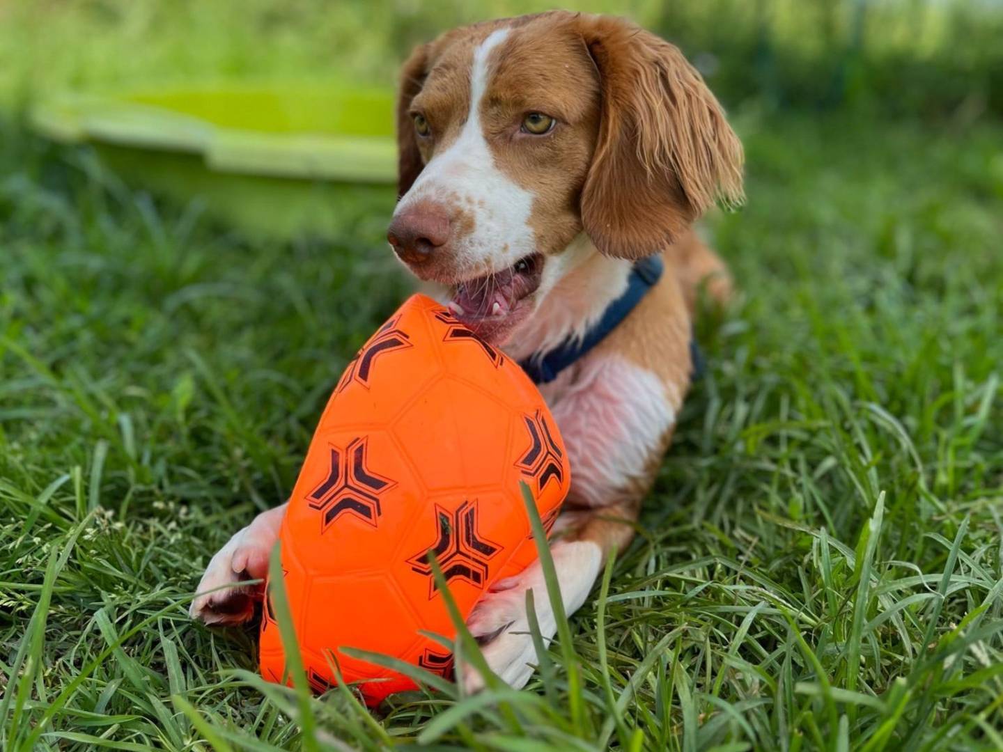 Vuoi adottare un cane a Milano?