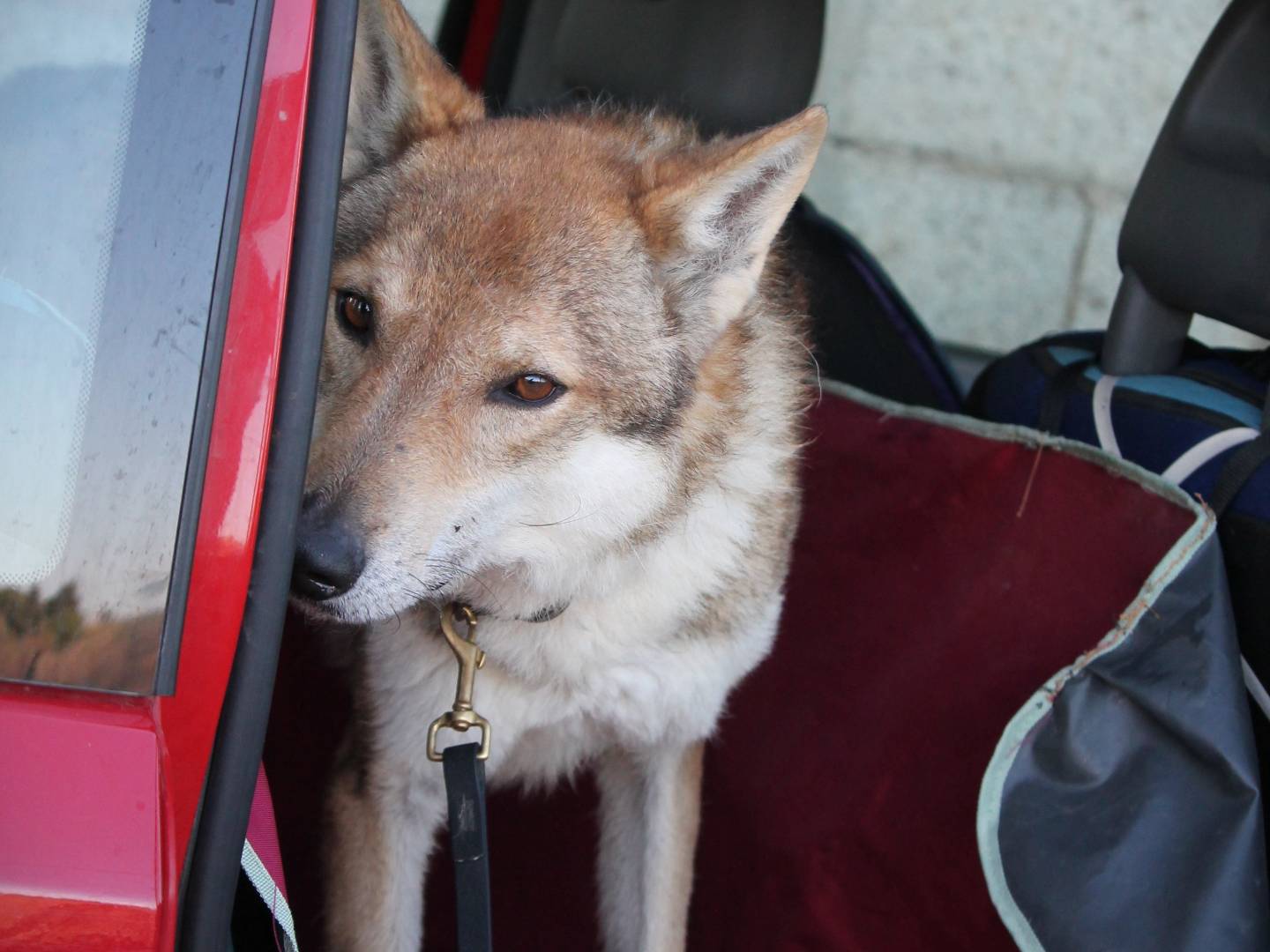 Adotta un cane, taglia media, maschio, Lecce