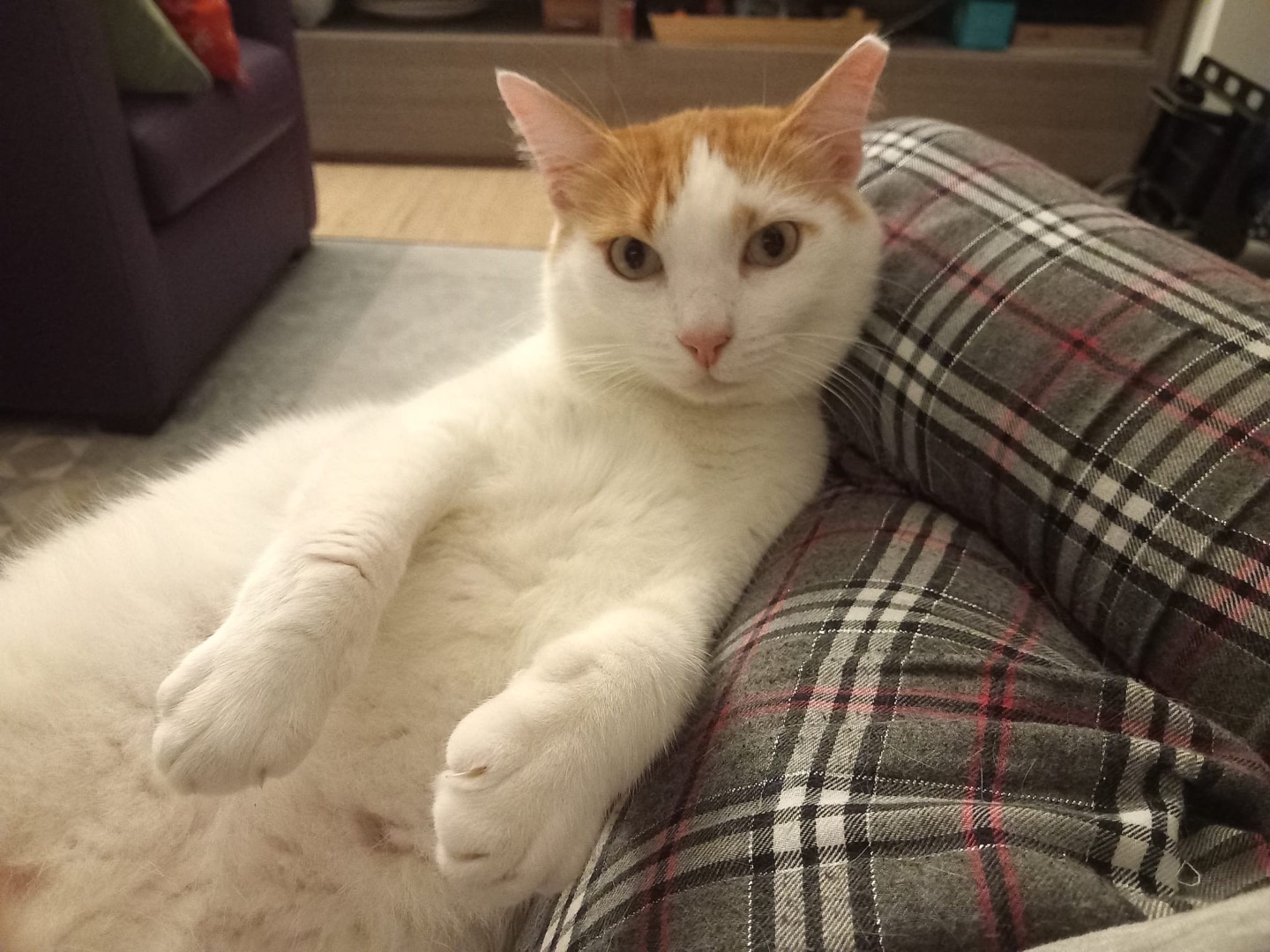 Adozione gatto, maschio, meticcio, 5 anni e 5 mesi, taglia non valida, Roma