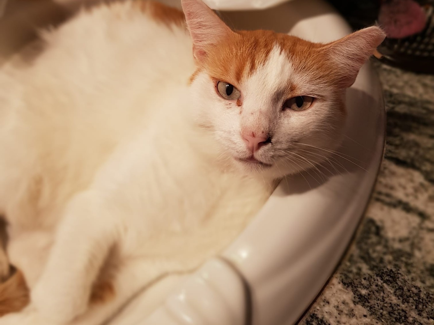 Adotta un gatto, maschio, 5 anni e 5 mesi, Roma