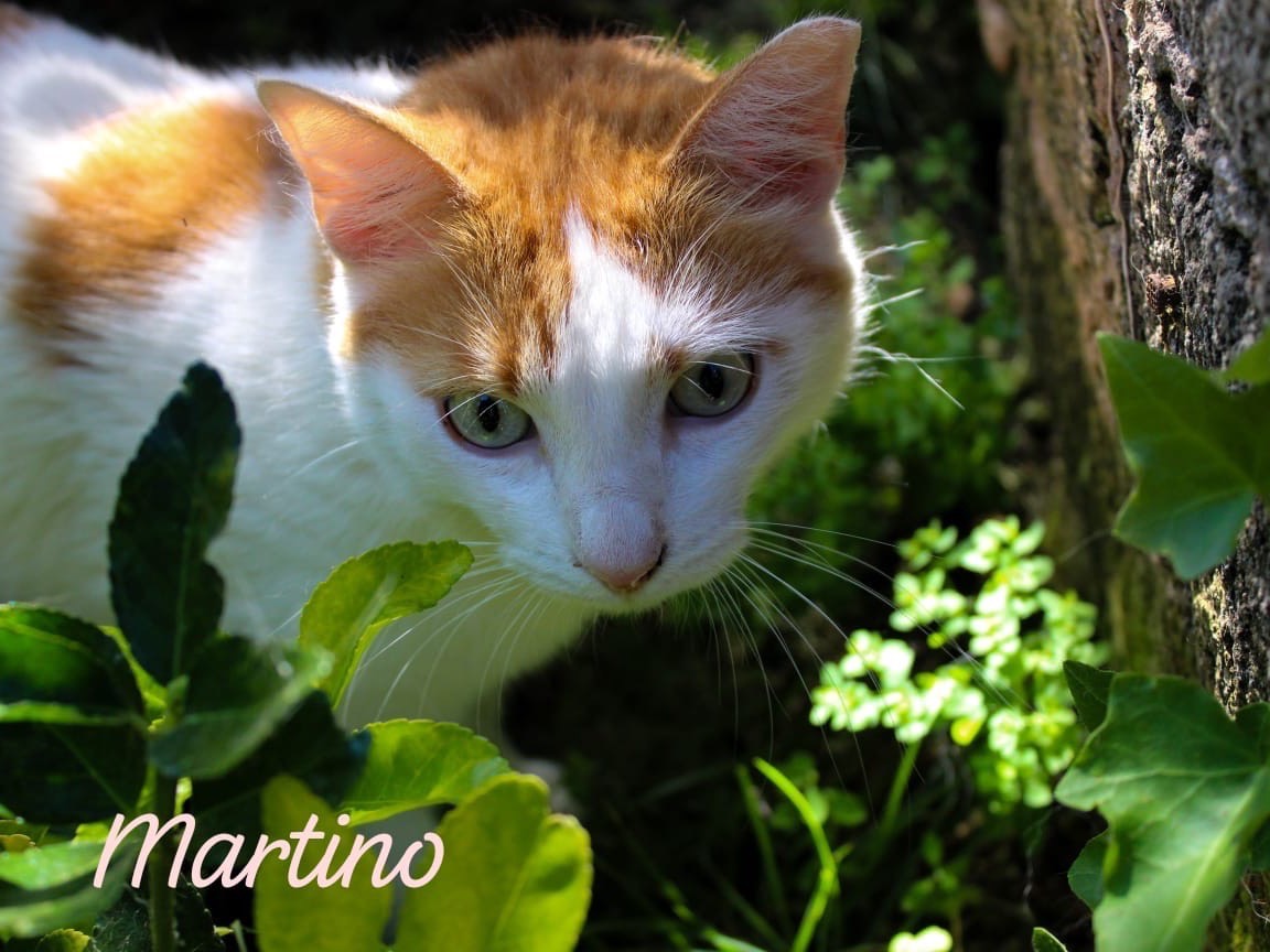Adotta un gatto, taglia non valida, maschio, Roma