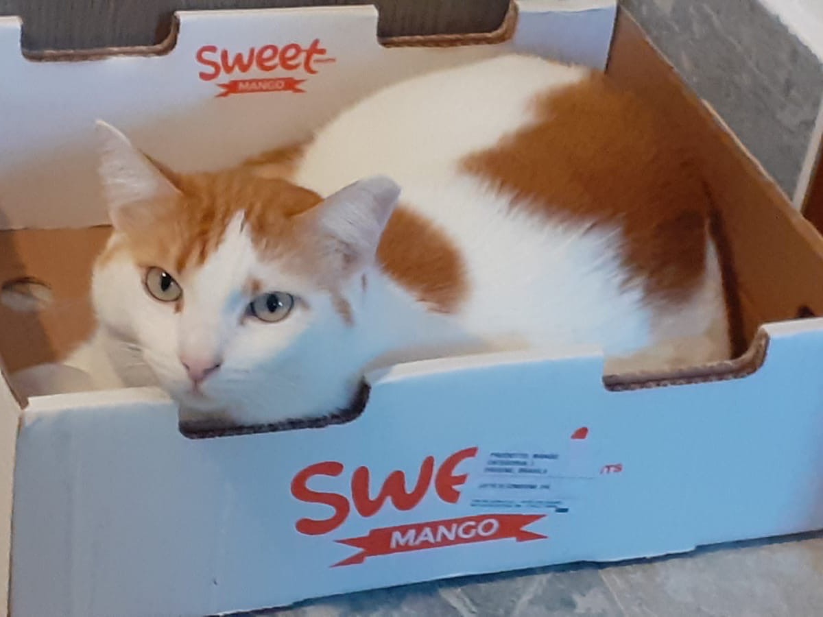 Vuoi adottare un gatto a Roma?