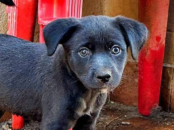 Adozione cane, maschio, meticcio, 2 anni e 1 mese, taglia media contenuta, Crotone