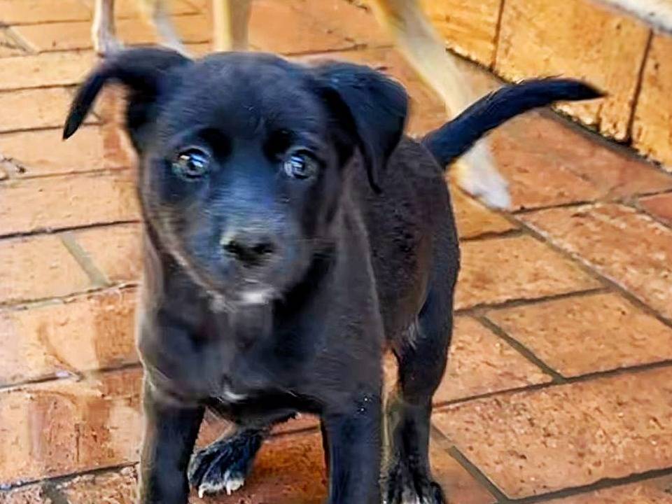 Adotta un cane, maschio, 2 anni e 1 mese, Crotone