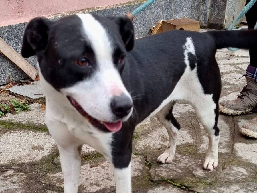Adozione cane, femmina, meticcio, 4 anni e 2 mesi, taglia media, Pavia