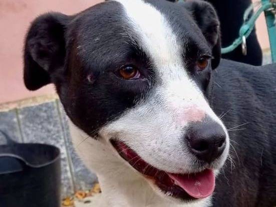 Adotta un cane, femmina, 4 anni e 2 mesi, Pavia
