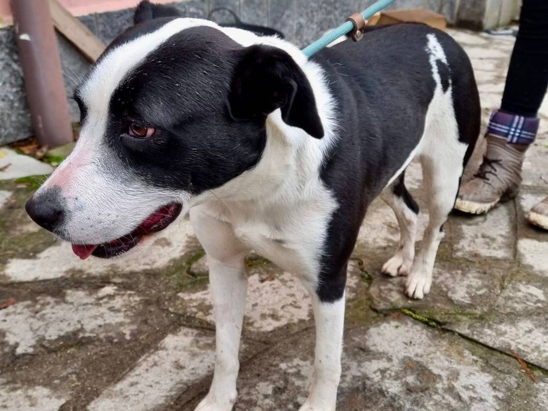 Adotta un cane, taglia media, femmina, Pavia