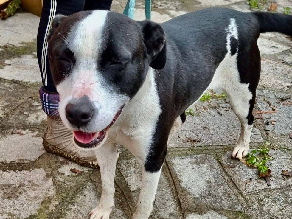 Adotta il cane PALLA a Pavia