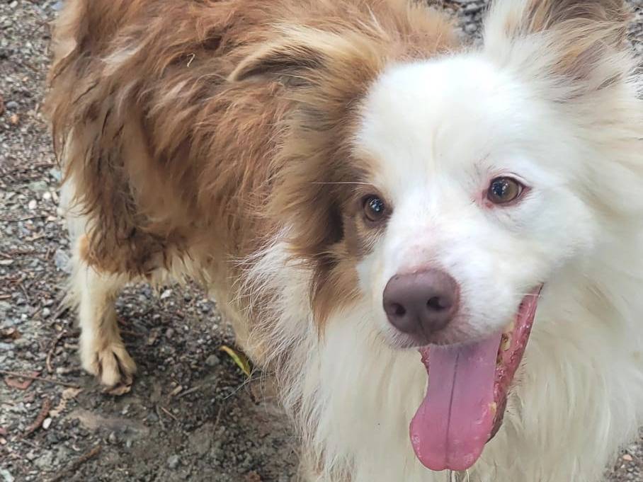 Adotta un cane, maschio, 9 anni  e 9 mesi , Genova