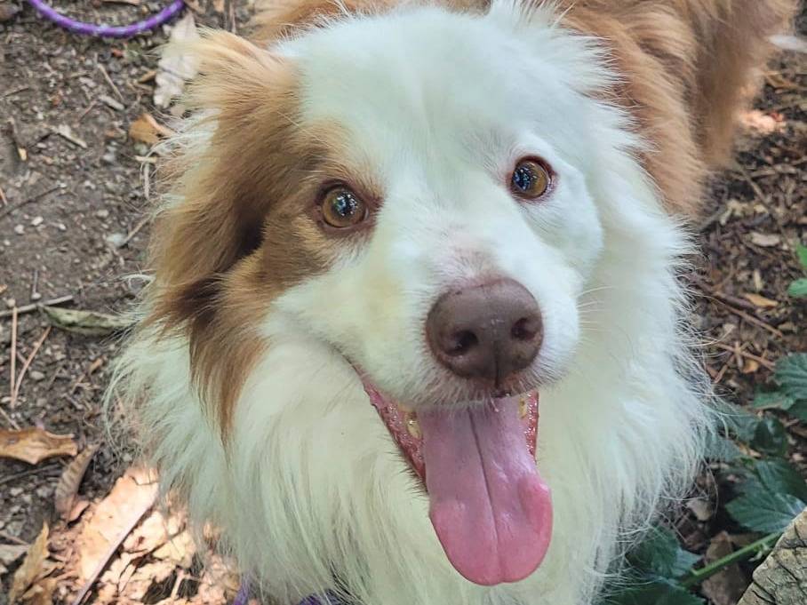 Vuoi adottare un cane a Genova?