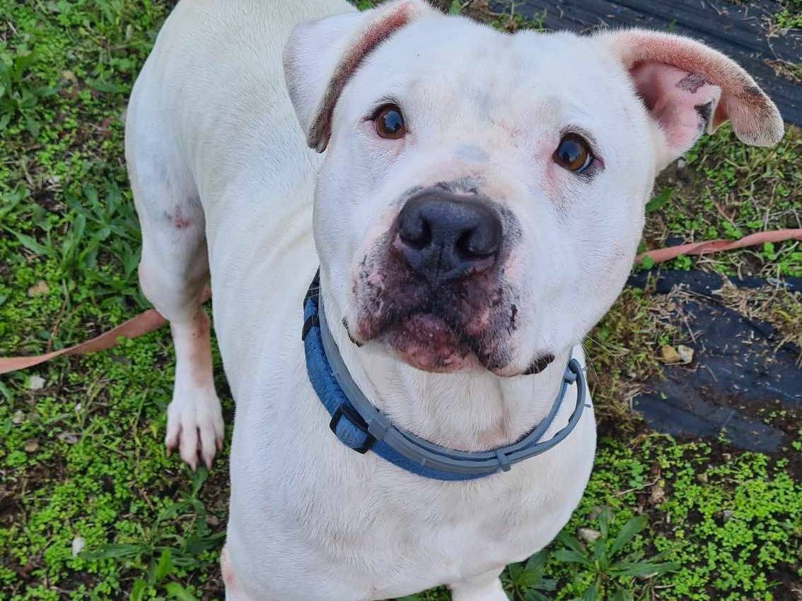 Adotta il cane CIRO a Firenze