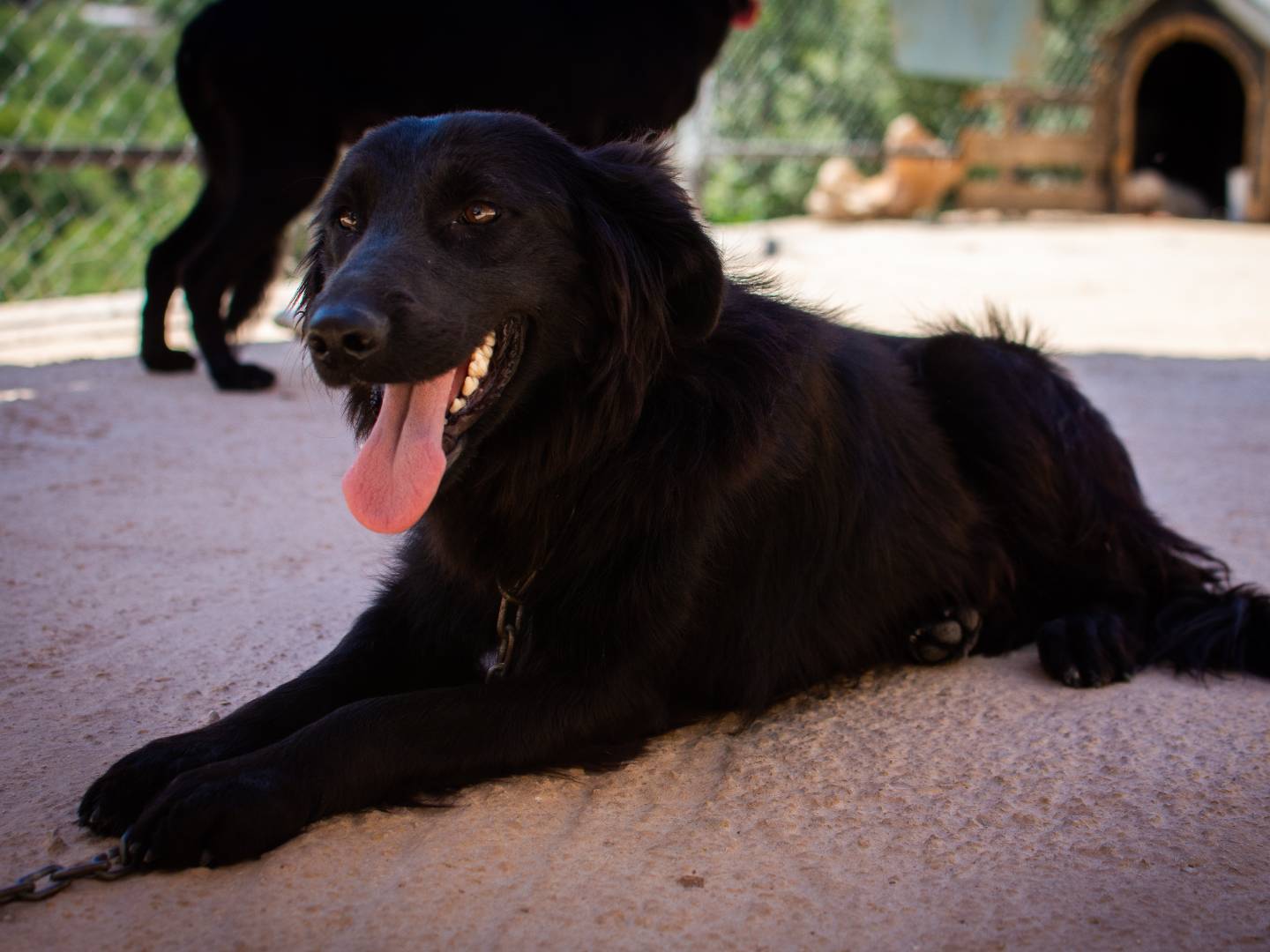 Adozione cane, femmina, meticcio, 4 anni e 3 mesi, taglia media, Milano