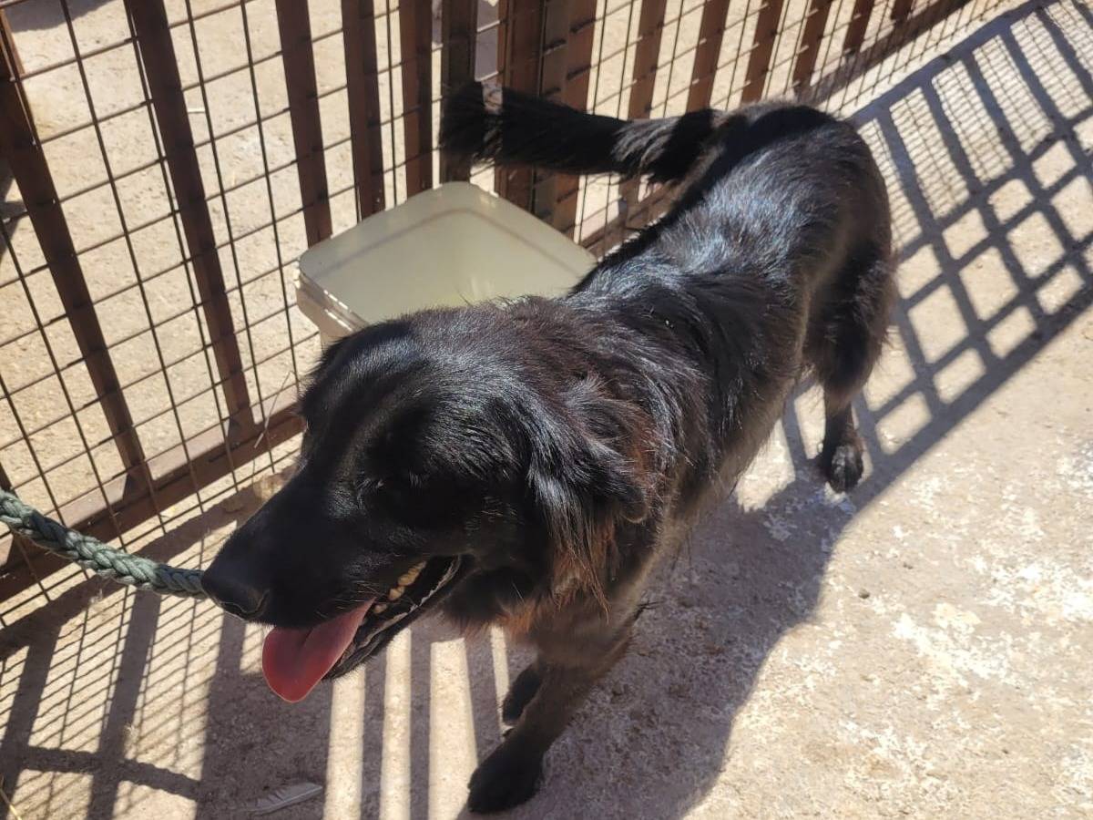 Adotta un cane, femmina, 4 anni e 3 mesi, Milano