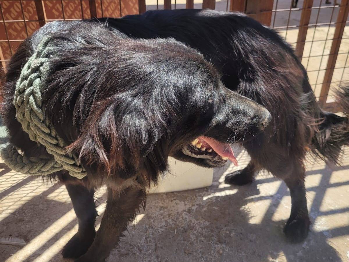 Adotta un cane, taglia media, femmina, Milano