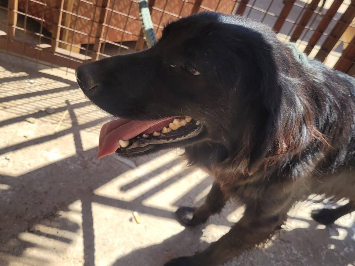 Vuoi adottare un cane a Milano?