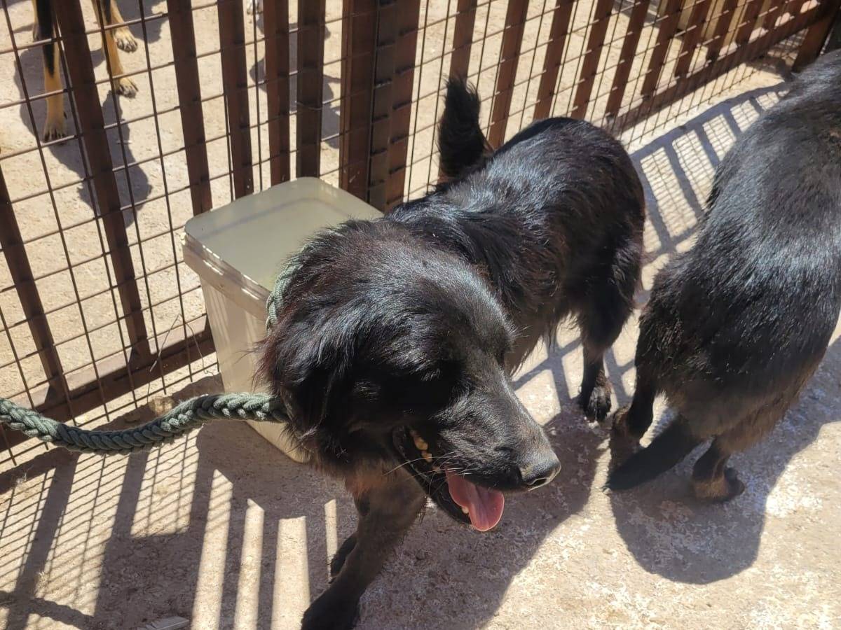 Adotta il cane KIRA a Milano