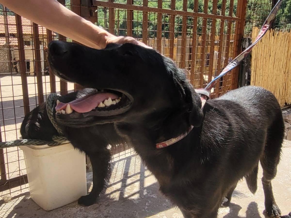 Adozione cane, maschio, Labrador Retriever, 4 anni e 3 mesi, taglia media, Milano