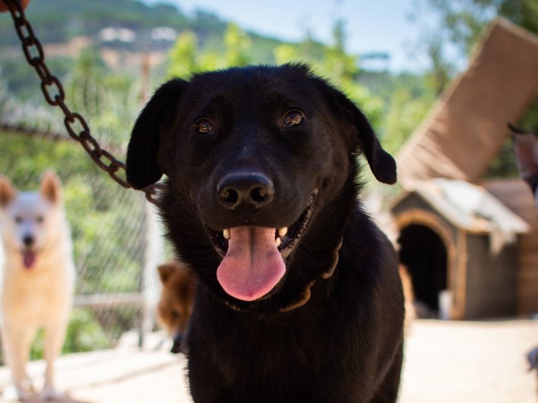 Adotta un cane, maschio, 4 anni e 3 mesi, Milano