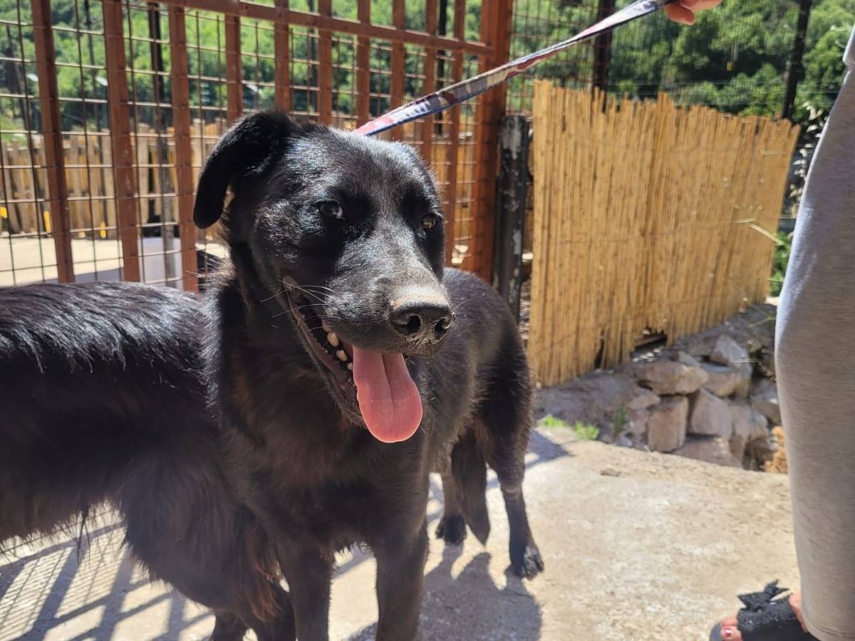 Adotta un cane, taglia media, maschio, Milano