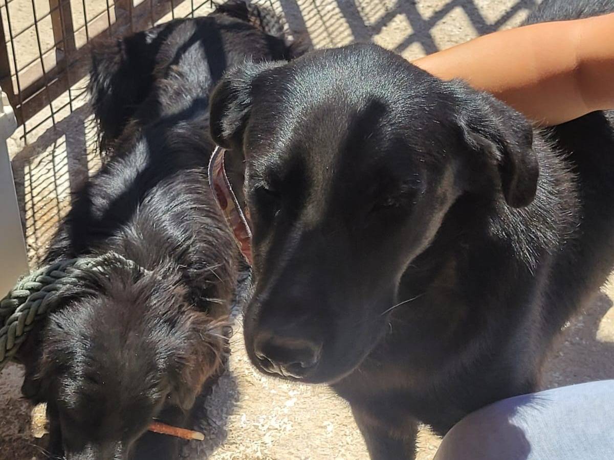 Vuoi adottare un cane a Milano?