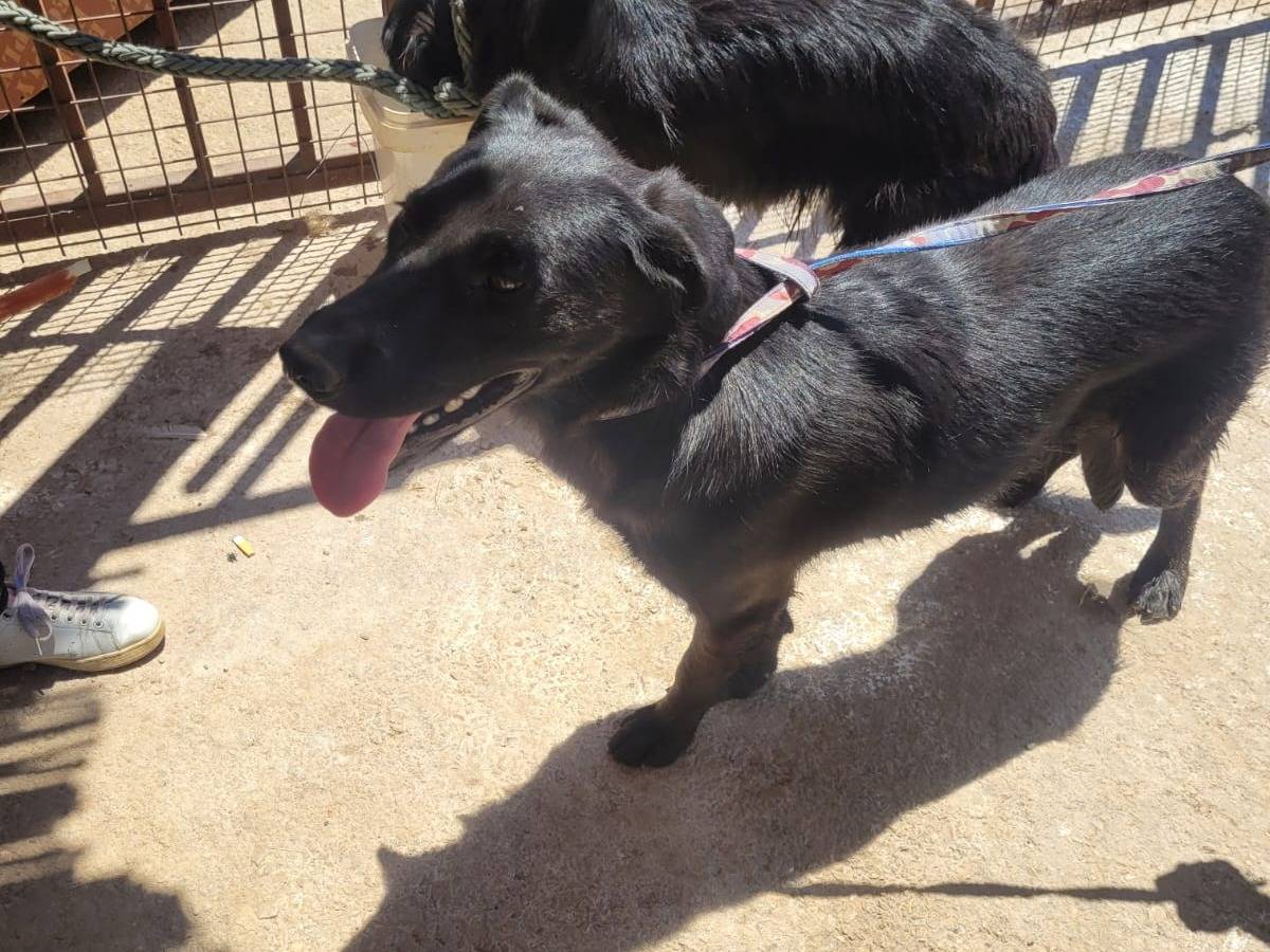 Adotta il cane KIRO a Milano