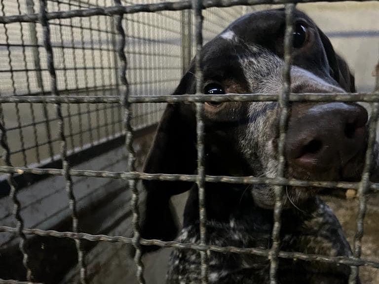 Adozione cane, maschio, Bracco, 4 anni e 9 mesi, taglia grande, Como