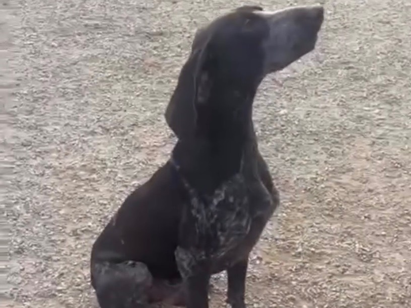 Adotta un cane, maschio, 4 anni e 9 mesi, Como
