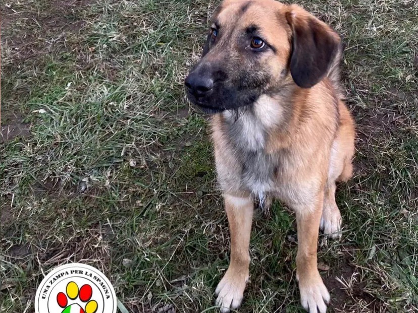 Adotta un cane, maschio, 2 anni e 9 mesi, Como