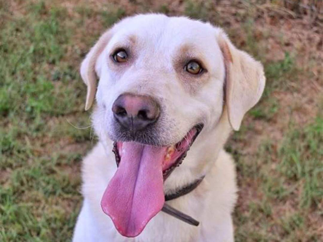 Adozione cane, maschio, meticcio, 4 anni e 5 mesi, taglia media, Pavia