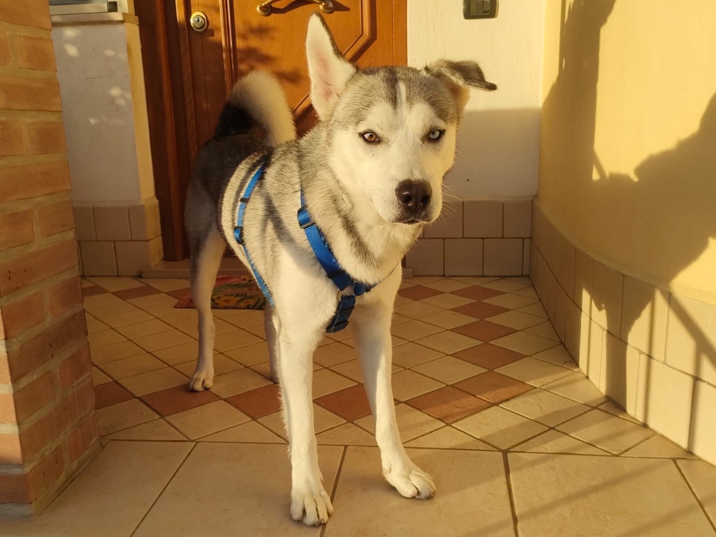Adotta un cane, maschio, 3 anni  e 4 mesi , Benevento