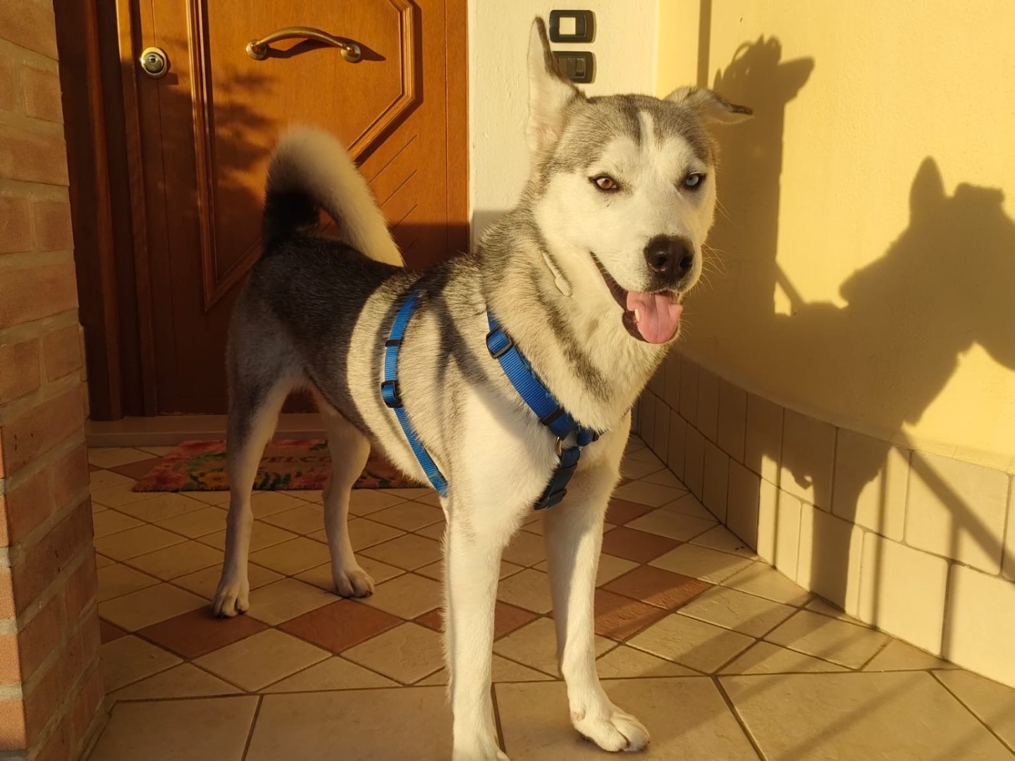 Adotta un cane, taglia media, maschio, Benevento