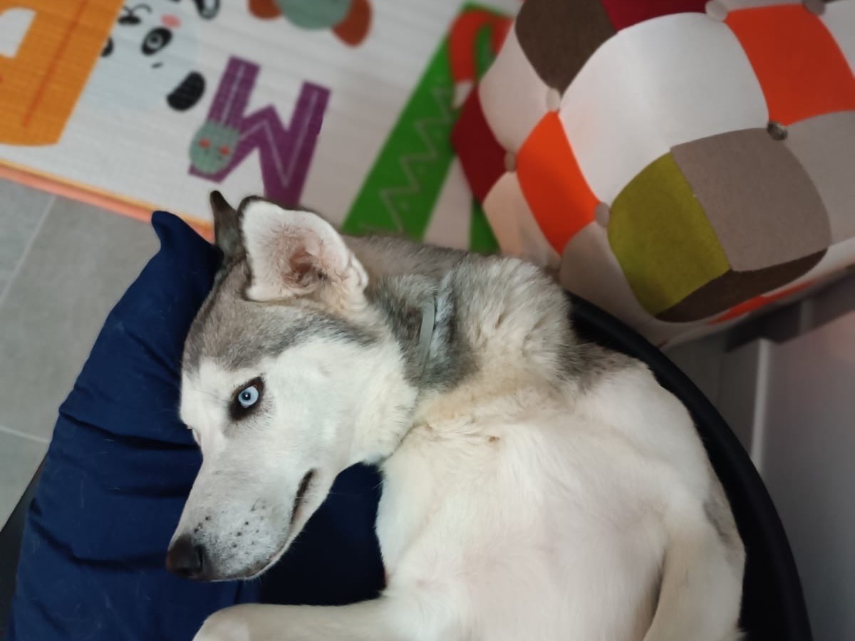 Vuoi adottare un cane a Benevento?
