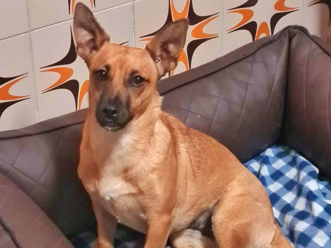 Adozione cane, femmina, meticcio, 3 anni e 10 mesi, taglia piccola, Napoli