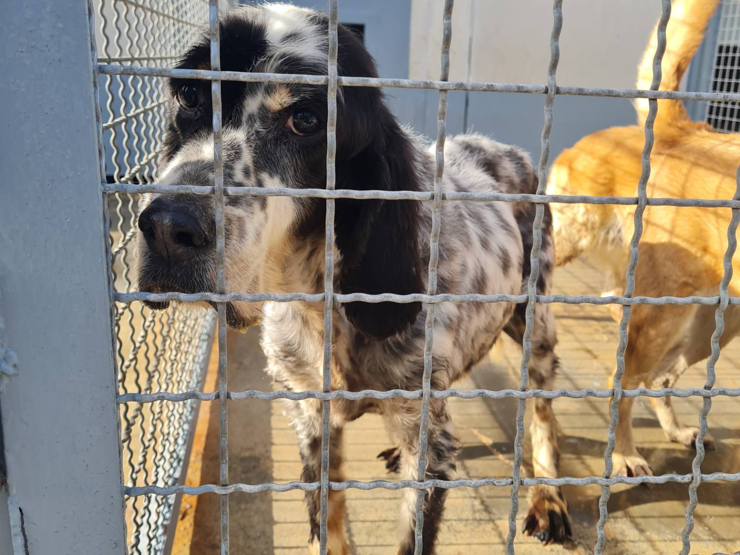 Adozione cane, maschio, Setter Inglese, 14 anni e 9 mesi, taglia media, Napoli
