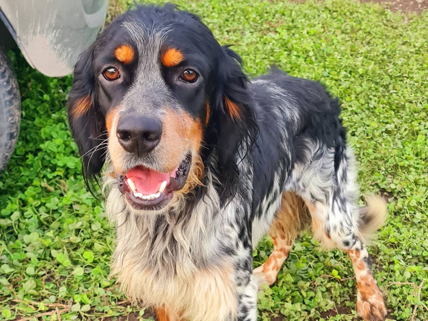 Adozione cane, maschio, Setter Inglese, 4 anni e 9 mesi, taglia media, Napoli