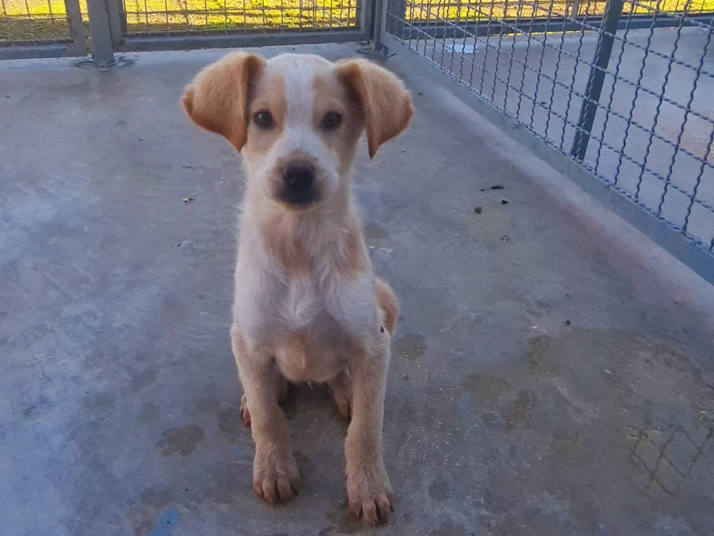 Adozione cane, maschio, meticcio, 2 anni e 1 mese, taglia media, Napoli