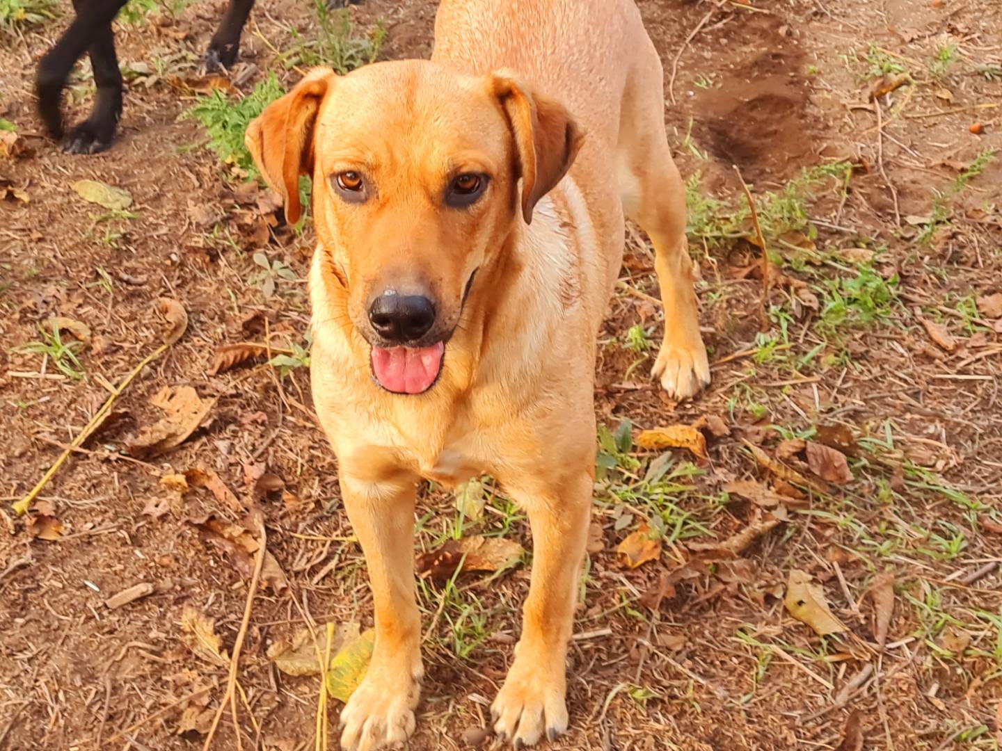 Adozione cane, femmina, meticcio, 3 anni  e 3 mesi , taglia media, Napoli