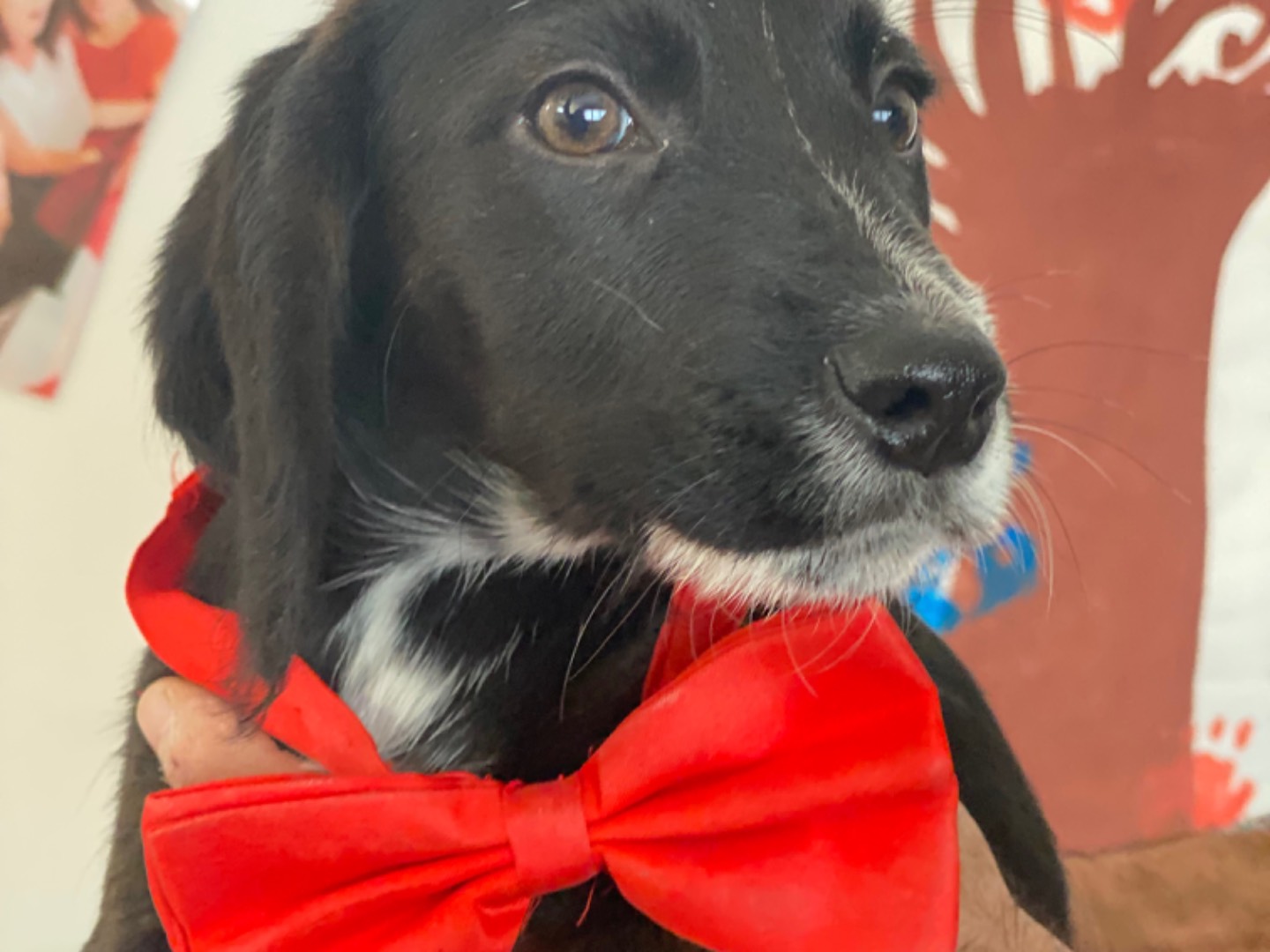 Adotta un cane, taglia media, maschio, Trapani
