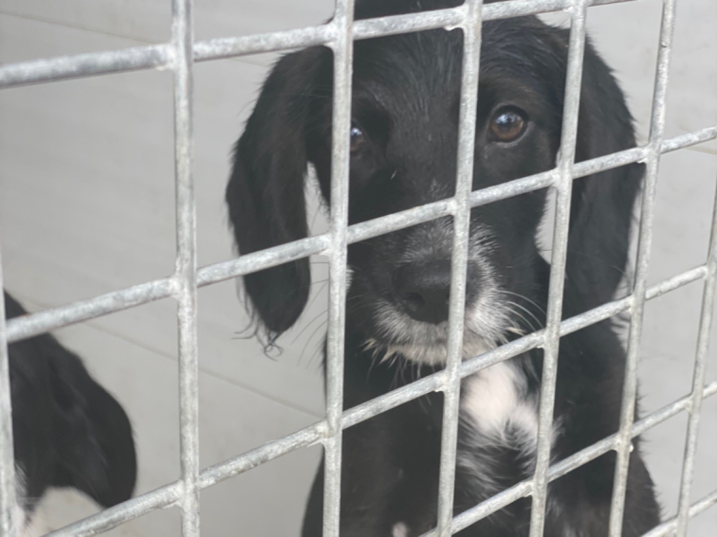 Vuoi adottare un cane a Trapani?