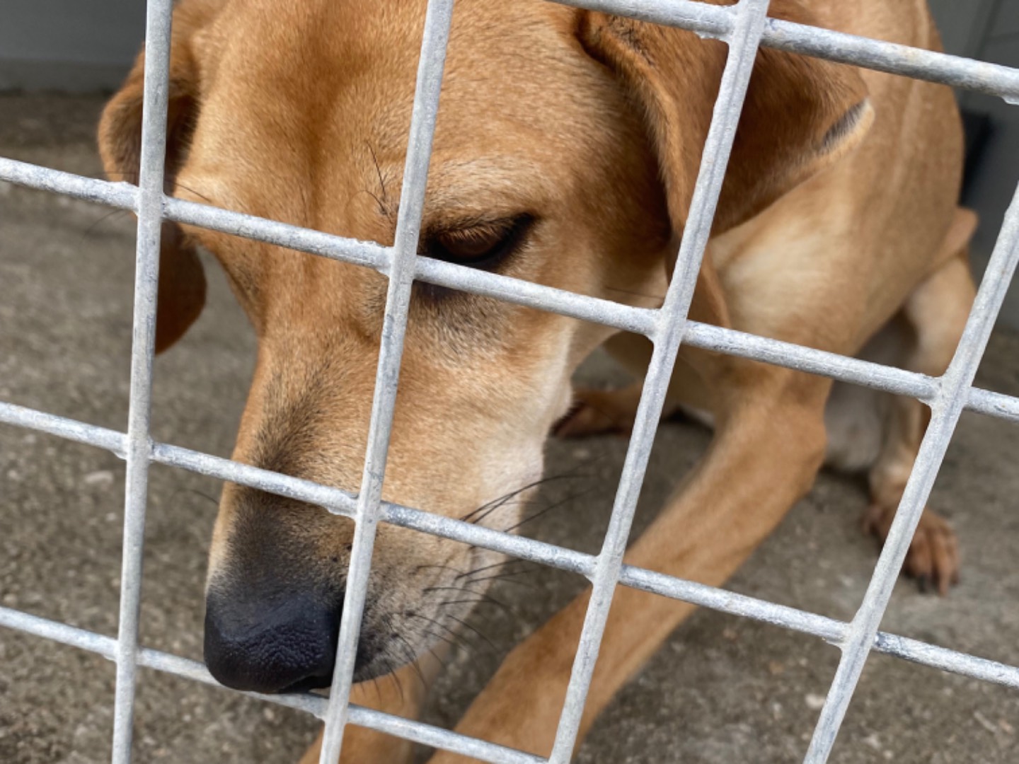 Foto dell'animale