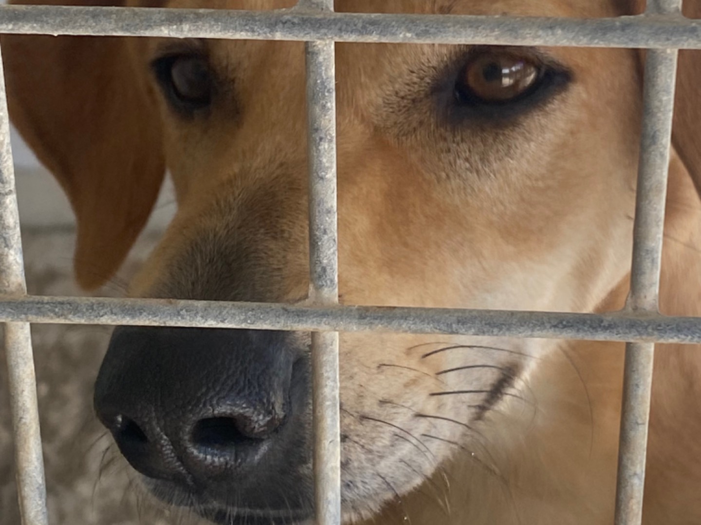 Adotta un cane, femmina, 3 anni , Trapani